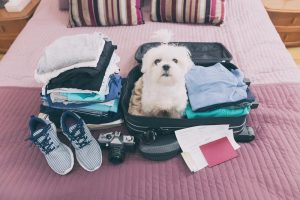 Pet Clearance Services