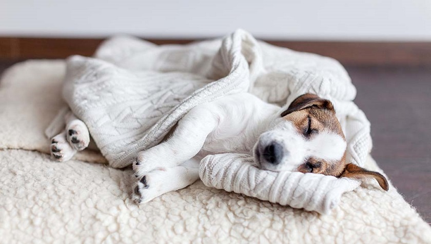 How to Maintain Blankets for Dogs