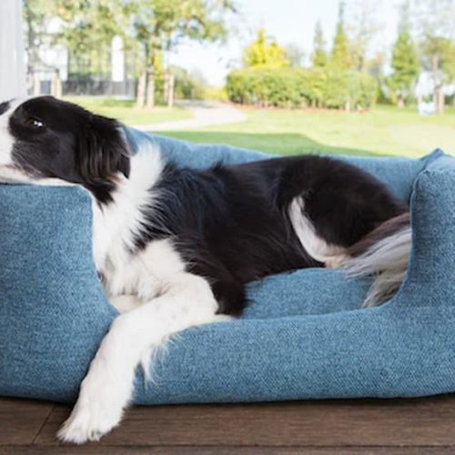 Your Guide to Choosing the Perfect Dog Bed