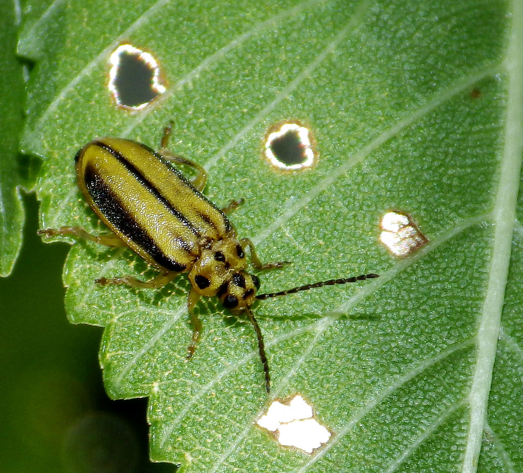 Elm leaf beetle damage may first resemble Dutch elm disease. But a closer look indicates chewing signs. Adult bugs chew their way through the vegetation, causing holes. Larvae feed on the undersides of leaves, skeletonizing them and giving them a windowpane appearance. The leaves become yellow and brown before dropping prematurely.