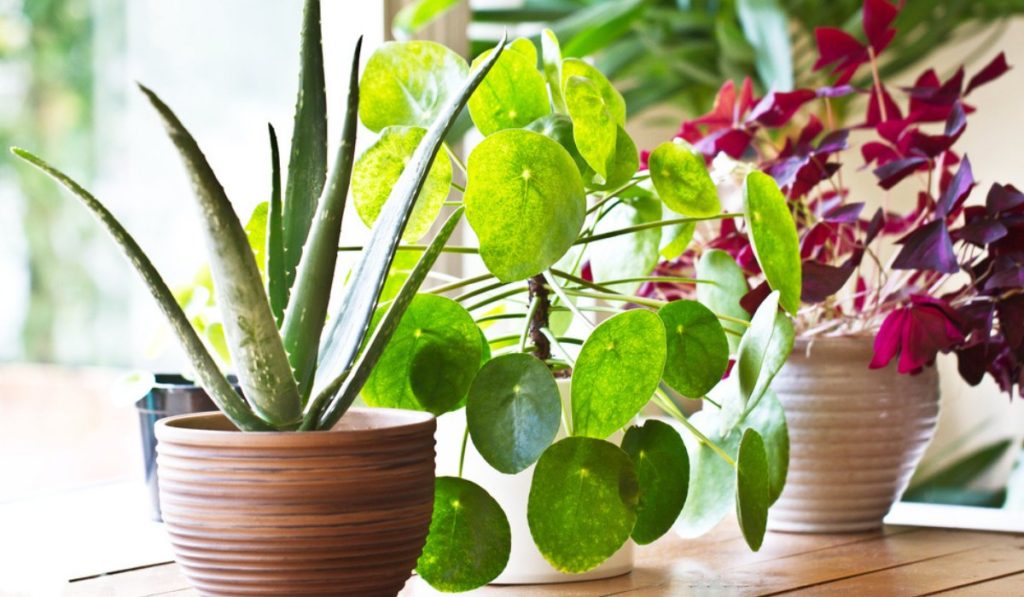 Having a few plants around the office can do wonders for your productivity. Not only are they easy on the eyes, but they also help to purify the air and improve your focus. One study even found that workers who had greenery in their office were 15% more productive than those who didn’t.