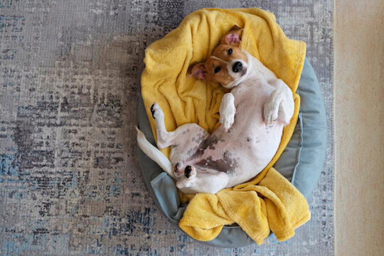 How to Choose the Right Bed for Your Dog