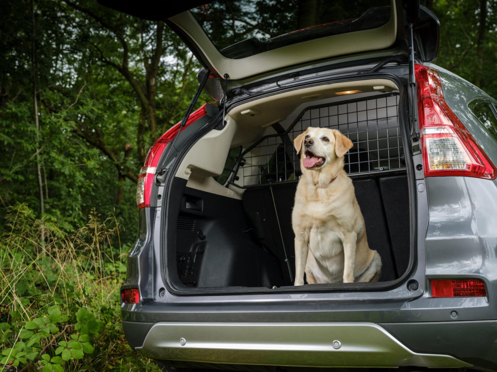 Even if you get them a carrier for taking trips, your pet will still be in contact with the surface of your car seats and trunk. To protect these areas from dirt, fur, and any other mess, you should invest in specialised covers that are designed to fit your car's seats and trunk.