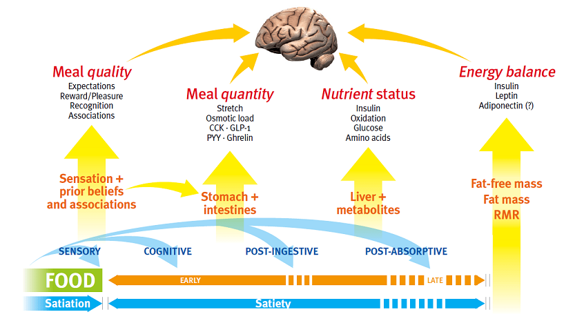 chart manifesting how protein suppresses the release of hunger hormones