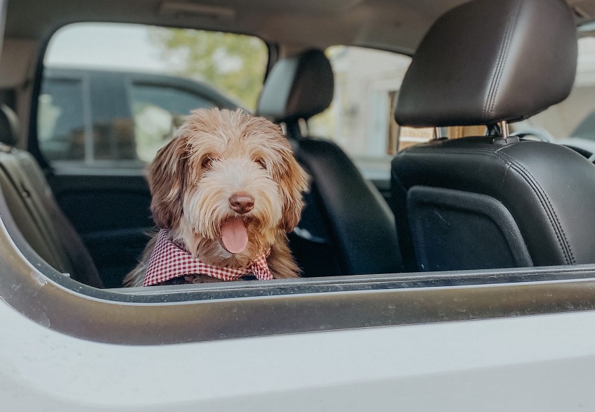 taking your dog on a road trip
