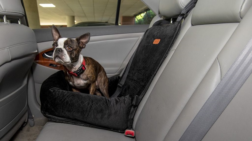 dog sitting in a car seat