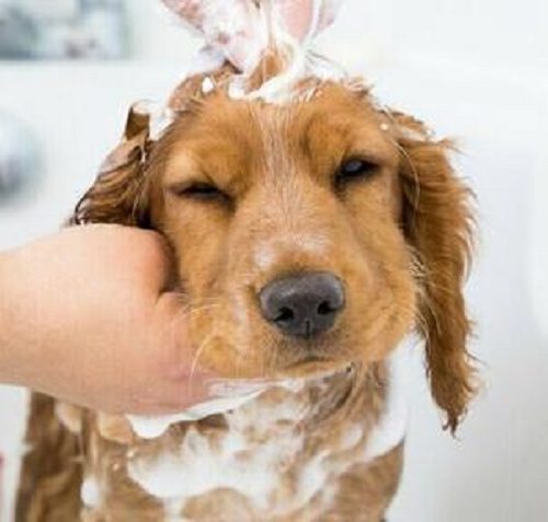 First puppy bath