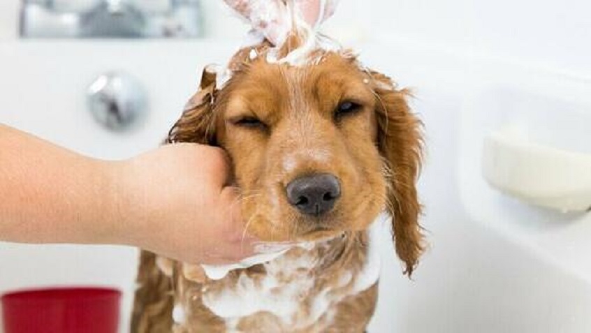 First puppy bath