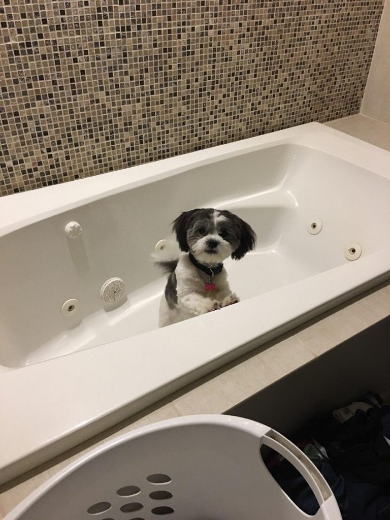 Puppy in an empty bathtub