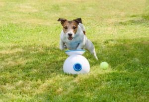 automatic dog launcher balls