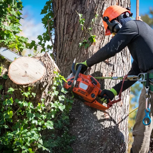 tree removal